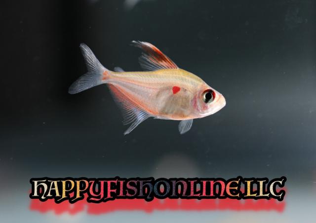 [Linked Image]