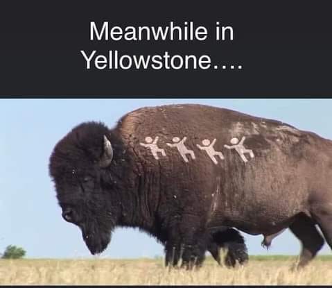 [Linked Image]