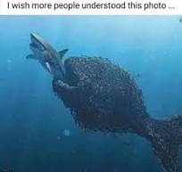[Linked Image]
