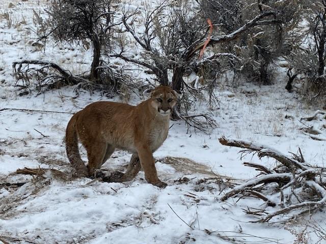 First Mountain Lion - Trapperman Forums