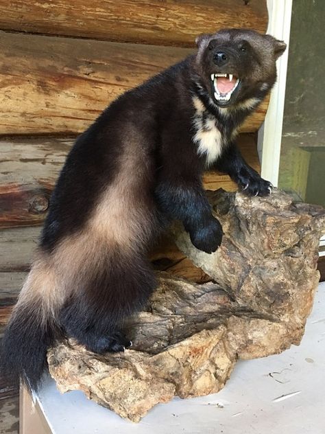 Baiting to hunt or trap a wolverine - Trapperman Forums