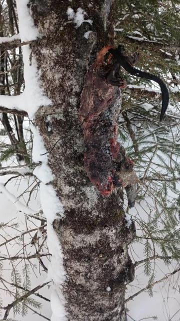 Baiting to hunt or trap a wolverine - Trapperman Forums