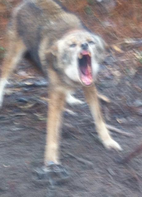 [Linked Image]