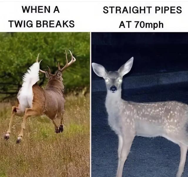 [Linked Image]