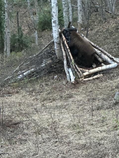 [Linked Image]