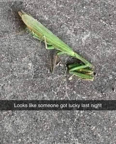 [Linked Image]