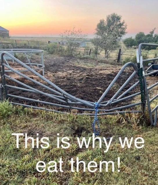 [Linked Image]