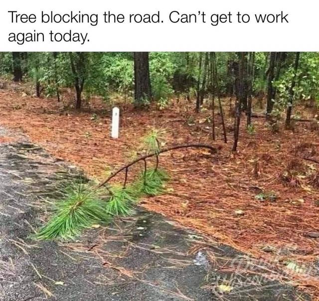 [Linked Image]