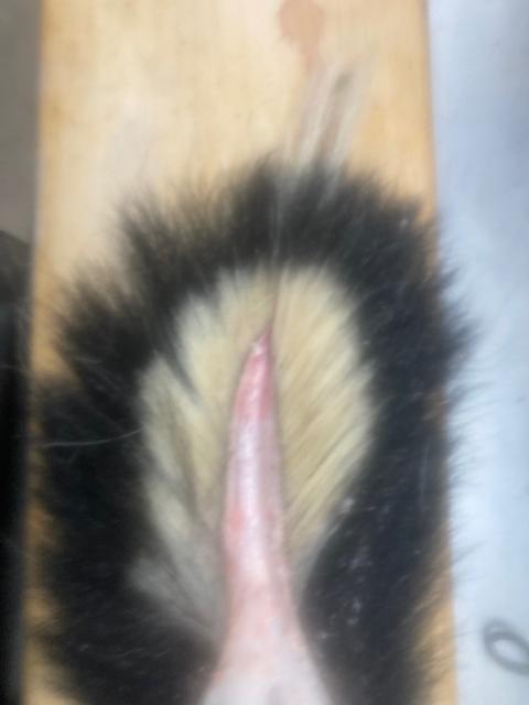 [Linked Image]