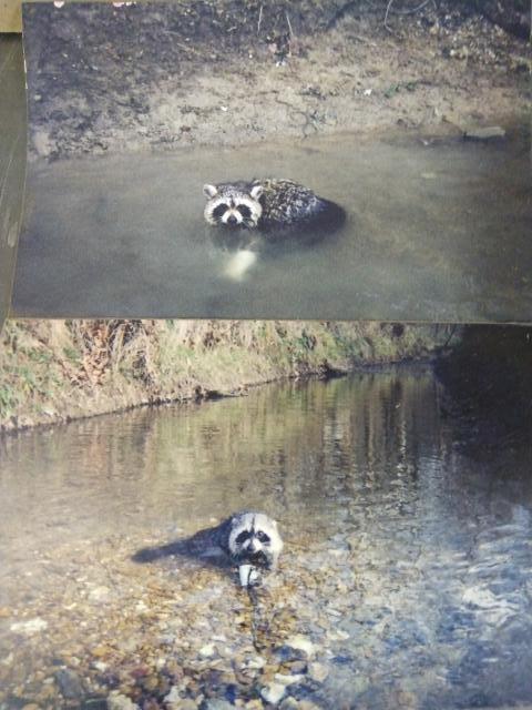 [Linked Image]