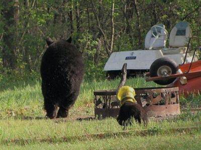 Bear -bird feeder # 2.jpg