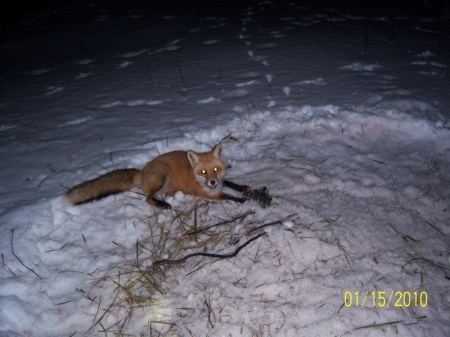 Red Fox 2.jpg