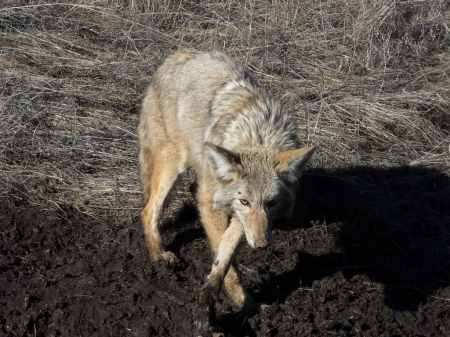 coyote #2 001.jpg