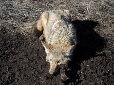 coyote #2 002.jpg