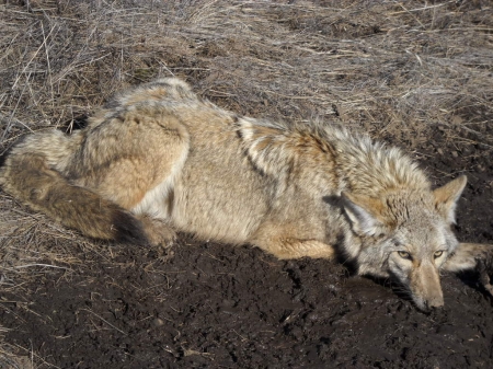 coyote #2 003.jpg