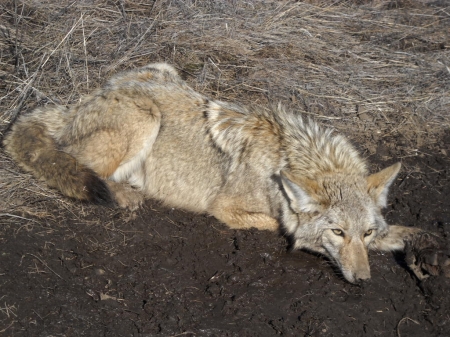 coyote #2 004.jpg