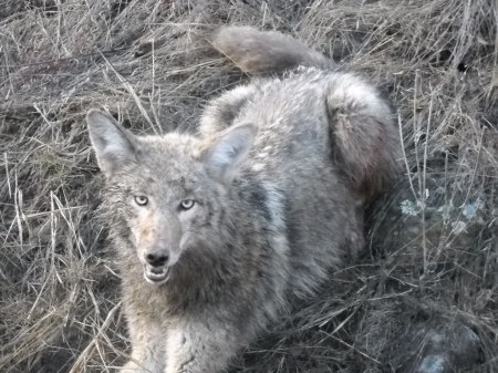 3RD COYOTE 004.jpg