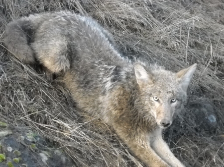 3RD COYOTE 006.jpg
