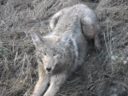 3RD COYOTE 005.jpg
