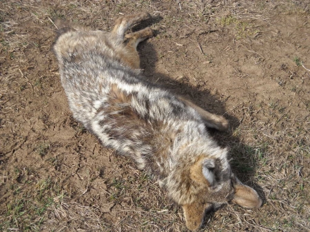 beaver yote 005.jpg