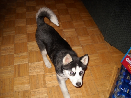 sasha 001.jpg