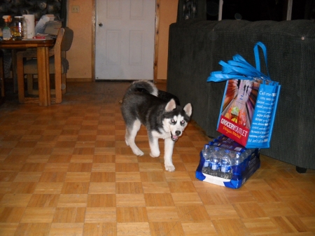 sasha 002.jpg
