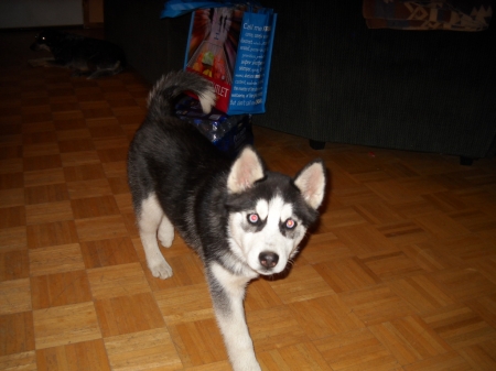 sasha 003.jpg