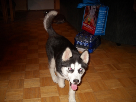 sasha 004.jpg