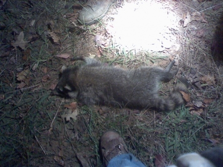 Bretts Coon.jpg