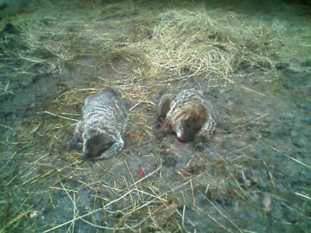 groundhogs.jpg