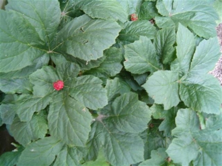 HPIM0863 (Small).jpg