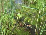 Water plantation or pond plant.jpg