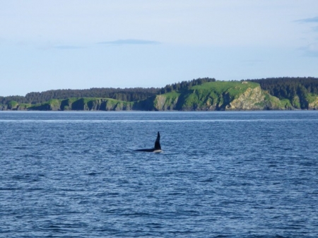 Tall Dorsal.JPG