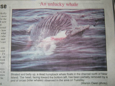 Dead Whale.JPG