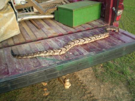 P7090165 rattle snake.JPG