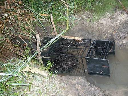 Beaver in fast doubledoor cage trap.jpg