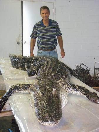Alligator 2010 ready to process.jpg