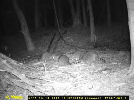raccoons having dinner 9.13.10a.jpg