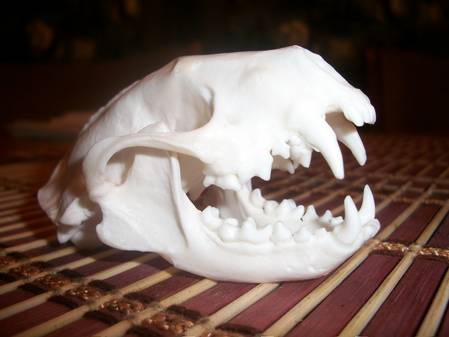 new skunk skulls 003.jpg
