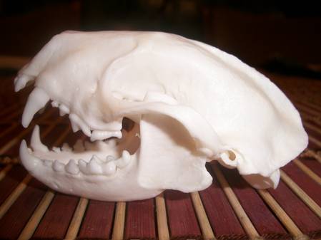 new skunk skulls 001.jpg