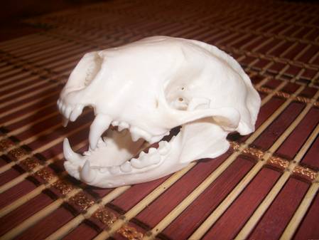 new skunk skulls 005.jpg