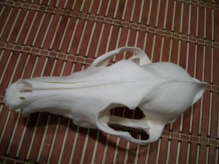 coyote skull 006.jpg