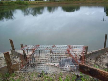 comstock_trap_-_armidillo_ reduced.jpg
