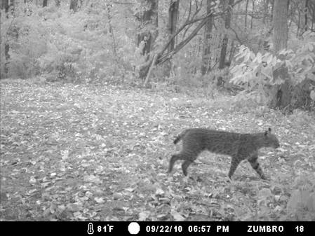 9-24-10 Cherry crossing bobcat 010.jpg