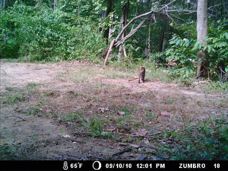 9-12-10 Cherry crossing bobcat 005.jpg