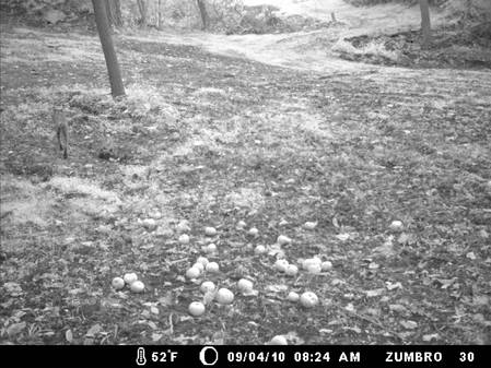 9-12-10 78 back bobcat 002.jpg
