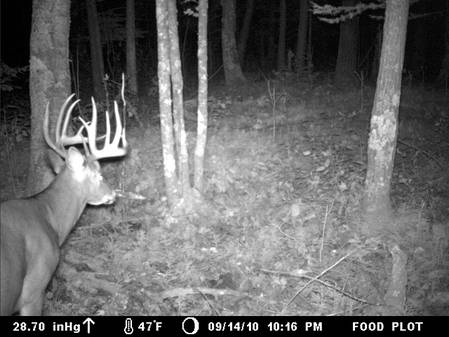 9-16-10 deer 073.JPG