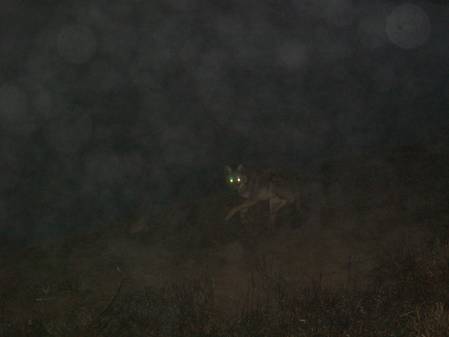 yote good.JPG