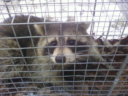 Cage Caught Coon.jpg