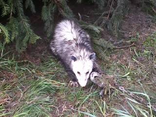Opossum (2).jpg